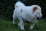 Nearby Cream Chow Chow Puppy - Image 4
