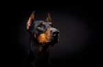 Nearby European Doberman Puppy - Image 3