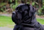 Nearby Cane Corso Puppy - Image 3