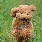 Nearby Apricot Toy Poodle Color Puppy