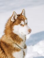 Nearby Siberian Husky | Copper & White Color With Blue Eye - Image 4