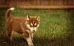 Nearby Siberian Husky | Copper & White Color With Brown Eye - Image 5