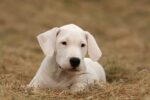 Nearby Doggo Argentino Puppy - Image 3