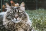 Nearby Siberian Cats & Kittens - Image 2