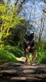 Nearby Black & Rust Doberman Pinscher Color Puppy - Image 2