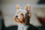 Nearby Yorkshire Terrier Puppy - Image 3