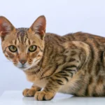Nearby Bengal Cats & Kittens