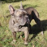 Nearby Blue French Bulldog Color Puppy