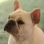 Nearby White French Bulldog Color Puppy