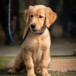 Nearby Golden Retriever Puppy | Golden Color