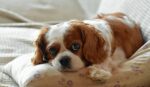 Nearby Cavalier King Charles Spaniel Puppy - Image 4