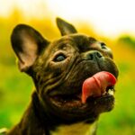 Nearby Brindle French Bulldog Color Puppy