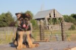 Nearby Black and Tan German Shepherd Puppy - Image 4