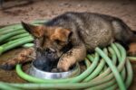 Nearby Black and Tan German Shepherd Puppy - Image 5