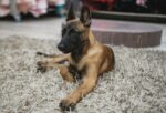 Nearby Belgian Malinois Puppy - Image 3