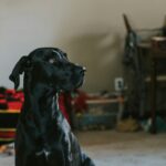 Nearby Black & White Great Dane Color Puppy