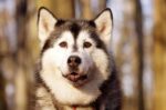 Nearby Siberian Husky | Black & White Color With Brown Eye - Image 5