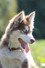Nearby Siberian Husky | Copper & White Color With Blue Eye - Image 5