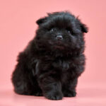 Nearby Black Pomeranian Color Puppy