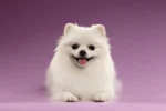 Nearby Culture Toy Pom Puppy | White Color - Image 3