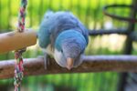 Nearby Blue Monk | Blue Quaker Parrot - Image 3
