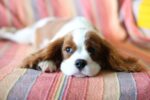Nearby Cavalier King Charles Spaniel Puppy - Image 7