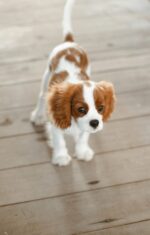 Nearby Cavalier King Charles Spaniel Puppy - Image 2