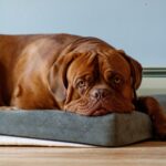 Nearby French Mastiff Puppy