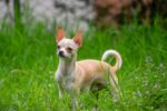 Nearby Chihuahua Puppy - Image 7