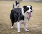 Nearby Border Collie Puppy - Image 5