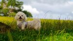 Nearby Bichon Frise Puppy - Image 6