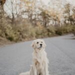 Nearby Cream Golden Retriever Color Puppy