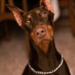 Nearby Brown & Rust Doberman Pinscher Color Puppy