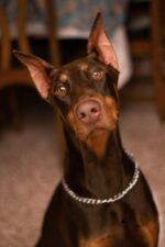 Nearby Brown & Rust Doberman Pinscher Color Puppy
