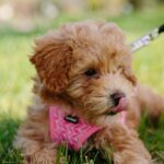 Nearby Brown Maltipoo Puppy