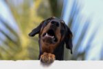 Nearby Black & Rust Doberman Pinscher Color Puppy - Image 5