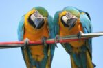 Nearby Blue & Gold Macaw - Image 3
