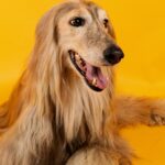 Nearby Gold Afghan Hound Puppy
