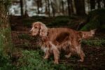 Nearby Cocker Spaniel Puppy - Image 5