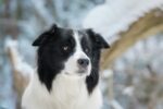Nearby Border Collie Puppy - Image 6