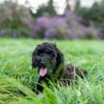 Nearby Standard Poodle Puppy | Black Color