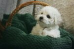 Nearby Bichon Frise Puppy - Image 4