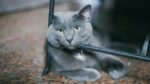 Nearby Russian Blue Cats & Kittens - Image 4