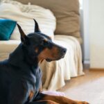 Nearby Black & Rust Doberman Pinscher Color Puppy