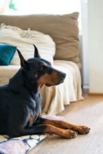 Nearby Black & Rust Doberman Pinscher Color Puppy