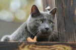 Nearby Russian Blue Cats & Kittens - Image 2