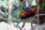 Nearby Rainbow Lorikeet - Image 5
