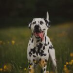 Nearby Black & White Dalmatian Color Puppy