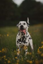 Nearby Black & White Dalmatian Color Puppy
