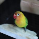 Nearby Green African Love Birds